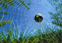 L’espérance de vie sans Internet est de 9,9 heures