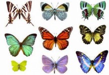 Top 10 des langages de programmation les plus populaires