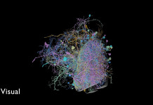 Google publie l’image de plus grande résolution des connexions cérébrales