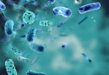 Un IA du MIT découvre un nouvel antibiotique capable de tuer les bactéries les plus résistantes