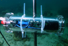 Accenture et Intel mettent l’IA au service de la biodiversité